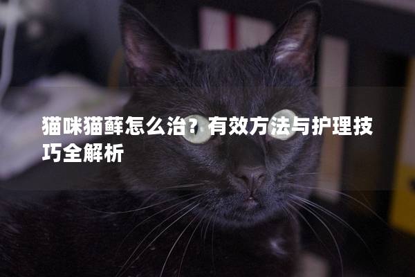 猫咪猫藓怎么治？有效方法与护理技巧全解析