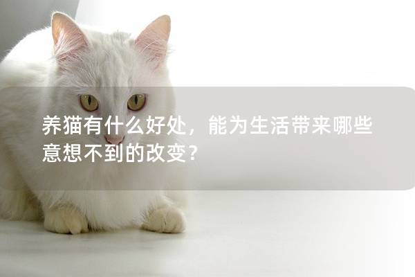 养猫有什么好处，能为生活带来哪些意想不到的改变？