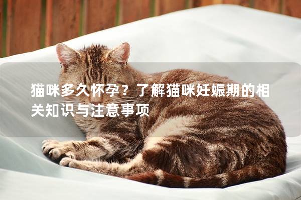 猫咪多久怀孕？了解猫咪妊娠期的相关知识与注意事项