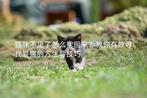 猫咪不见了怎么找回来？教你有效寻找爱猫的方法与技巧