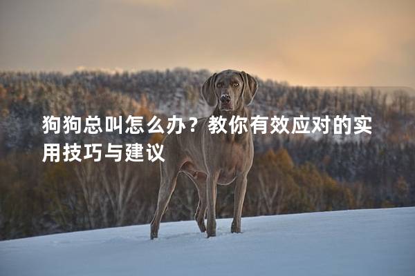 狗狗总叫怎么办？教你有效应对的实用技巧与建议