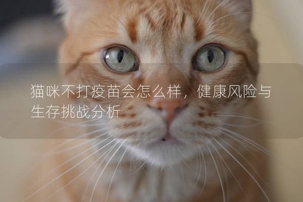 猫咪不打疫苗会怎么样，健康风险与生存挑战分析