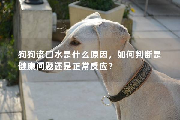 狗狗流口水是什么原因，如何判断是健康问题还是正常反应？