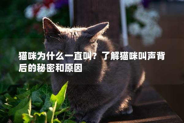 猫咪为什么一直叫？了解猫咪叫声背后的秘密和原因