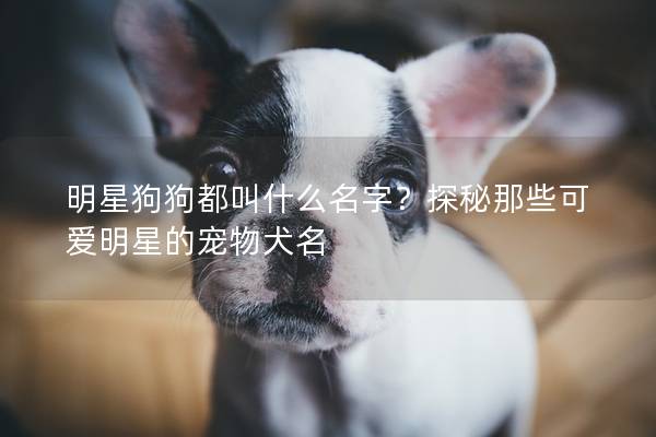 明星狗狗都叫什么名字？探秘那些可爱明星的宠物犬名