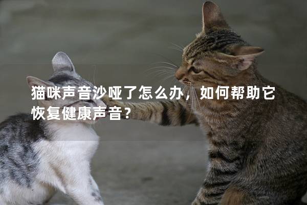 猫咪声音沙哑了怎么办，如何帮助它恢复健康声音？