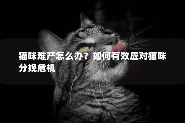 猫咪难产怎么办？如何有效应对猫咪分娩危机