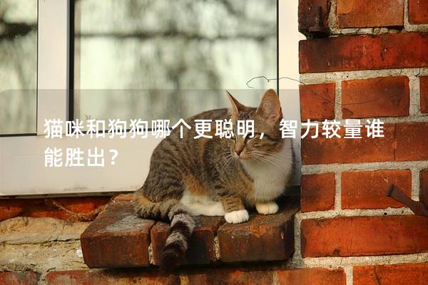 猫咪和狗狗哪个更聪明，智力较量谁能胜出？