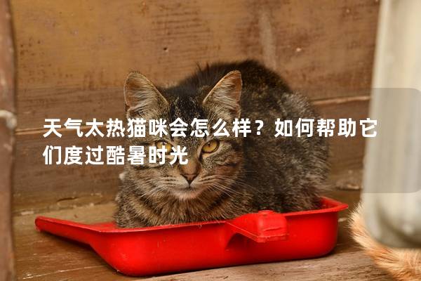 天气太热猫咪会怎么样？如何帮助它们度过酷暑时光