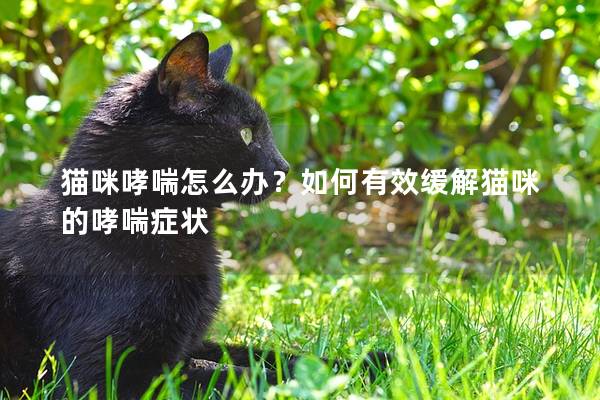 猫咪哮喘怎么办？如何有效缓解猫咪的哮喘症状