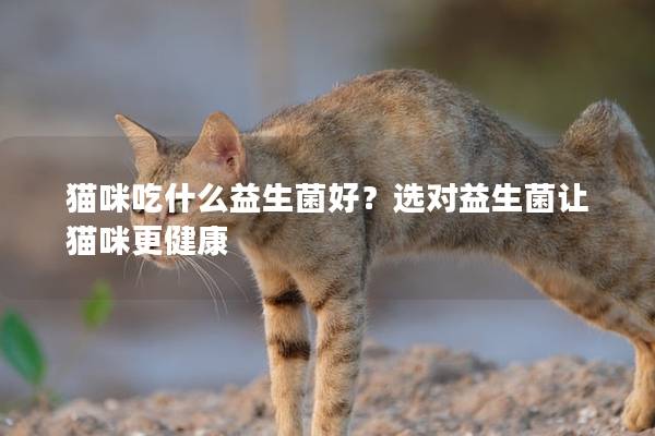 猫咪吃什么益生菌好？选对益生菌让猫咪更健康