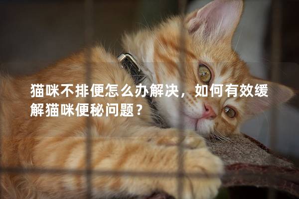 猫咪不排便怎么办解决，如何有效缓解猫咪便秘问题？