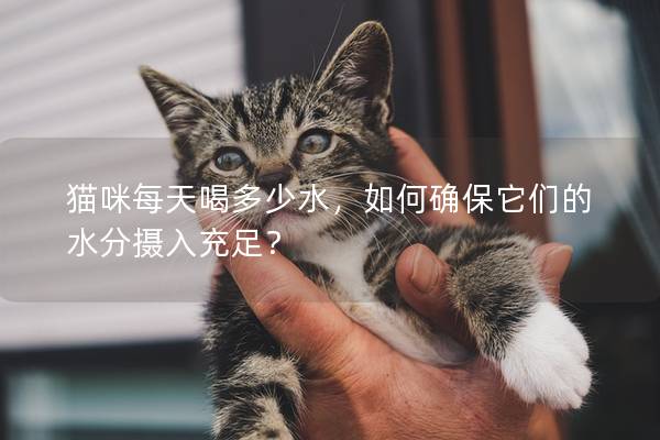 猫咪每天喝多少水，如何确保它们的水分摄入充足？