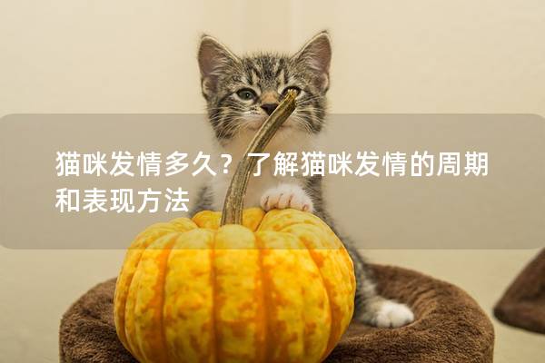 猫咪发情多久？了解猫咪发情的周期和表现方法