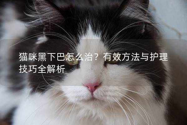 猫咪黑下巴怎么治？有效方法与护理技巧全解析