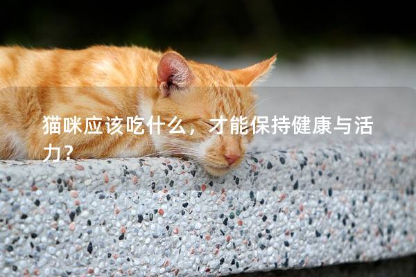 猫咪应该吃什么，才能保持健康与活力？