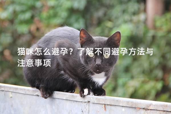 猫咪怎么避孕？了解不同避孕方法与注意事项