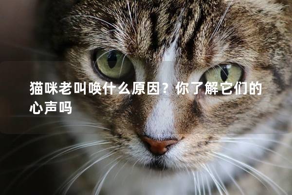 猫咪老叫唤什么原因？你了解它们的心声吗