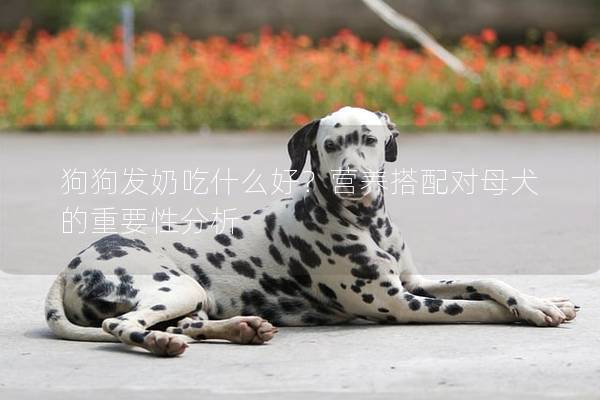 狗狗发奶吃什么好？营养搭配对母犬的重要性分析