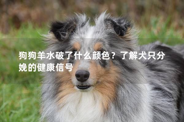 狗狗羊水破了什么颜色？了解犬只分娩的健康信号