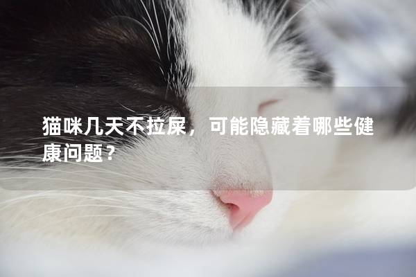 猫咪几天不拉屎，可能隐藏着哪些健康问题？