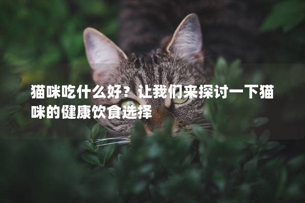 猫咪吃什么好？让我们来探讨一下猫咪的健康饮食选择