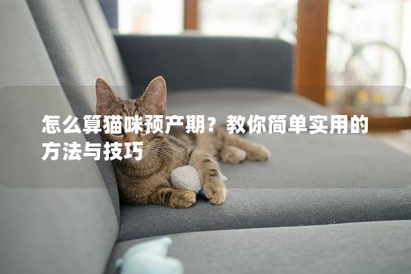 怎么算猫咪预产期？教你简单实用的方法与技巧