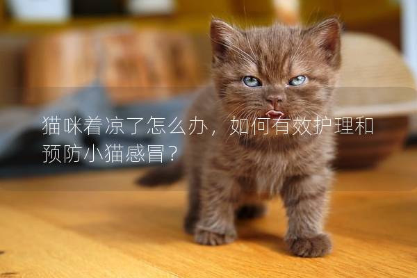 猫咪着凉了怎么办，如何有效护理和预防小猫感冒？