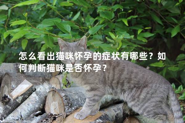 怎么看出猫咪怀孕的症状有哪些？如何判断猫咪是否怀孕？