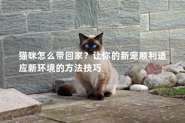 猫咪怎么带回家？让你的新宠顺利适应新环境的方法技巧