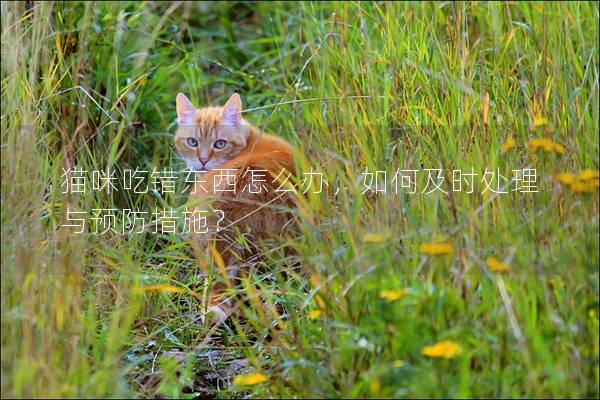 猫咪吃错东西怎么办，如何及时处理与预防措施？