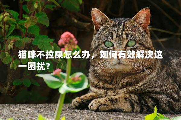 猫咪不拉屎怎么办，如何有效解决这一困扰？