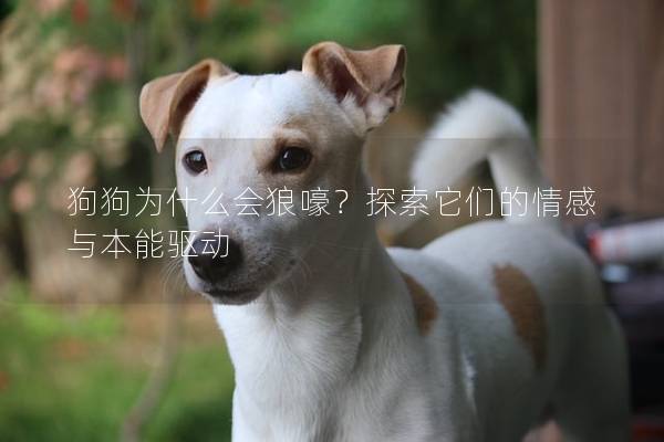 狗狗为什么会狼嚎？探索它们的情感与本能驱动