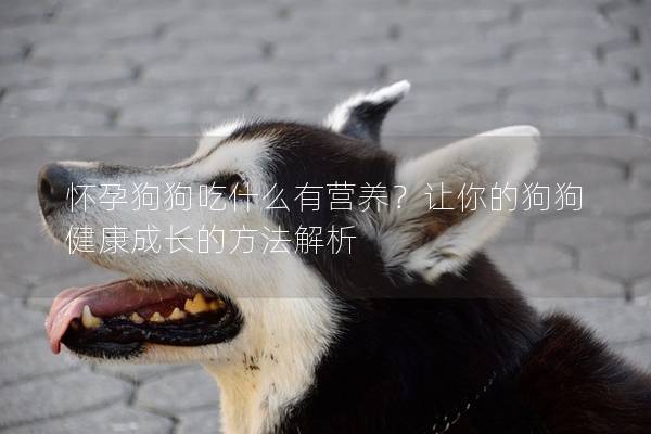 怀孕狗狗吃什么有营养？让你的狗狗健康成长的方法解析