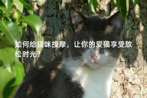 如何给猫咪按摩，让你的爱猫享受放松时光？