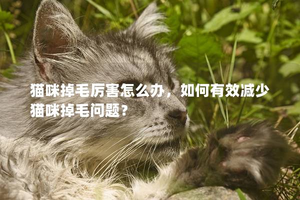 猫咪掉毛厉害怎么办，如何有效减少猫咪掉毛问题？