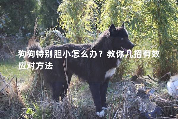 狗狗特别胆小怎么办？教你几招有效应对方法