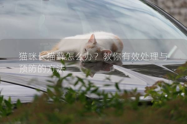 猫咪长猫藓怎么办？教你有效处理与预防的方法