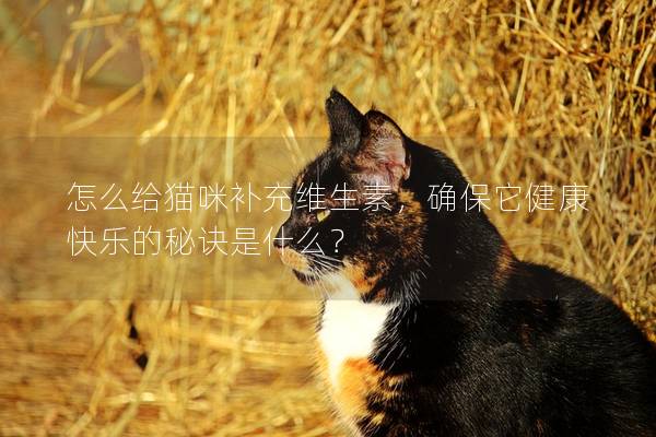 怎么给猫咪补充维生素，确保它健康快乐的秘诀是什么？