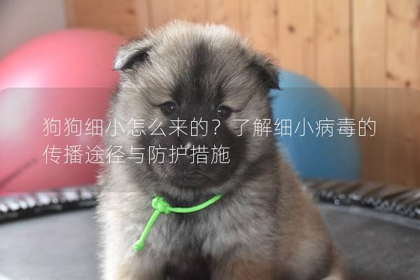 狗狗细小怎么来的？了解细小病毒的传播途径与防护措施