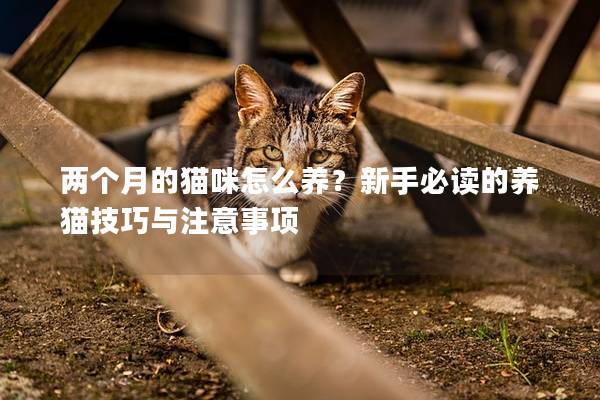 两个月的猫咪怎么养？新手必读的养猫技巧与注意事项