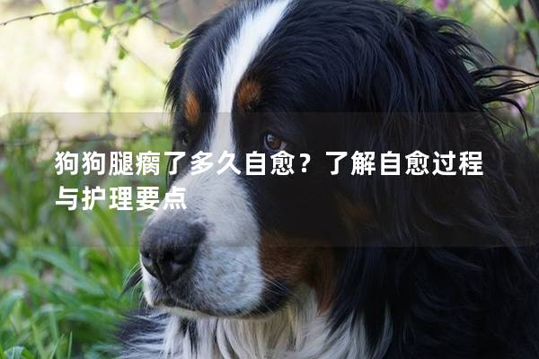 狗狗腿瘸了多久自愈？了解自愈过程与护理要点