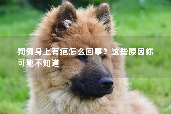 狗狗身上有疤怎么回事？这些原因你可能不知道