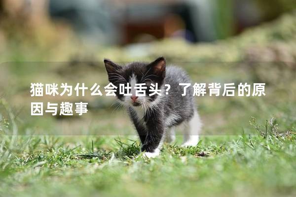 猫咪为什么会吐舌头？了解背后的原因与趣事