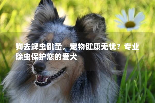 狗去蜱虫跳蚤，宠物健康无忧？专业除虫保护您的爱犬