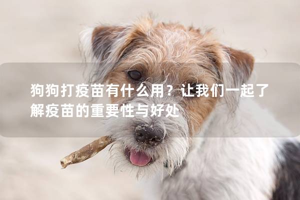 狗狗打疫苗有什么用？让我们一起了解疫苗的重要性与好处