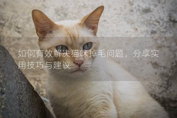 如何有效解决猫咪掉毛问题，分享实用技巧与建议