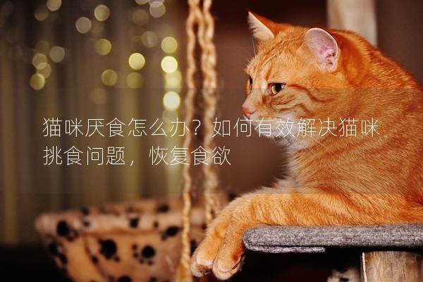 猫咪厌食怎么办？如何有效解决猫咪挑食问题，恢复食欲