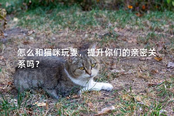 怎么和猫咪玩耍，提升你们的亲密关系吗？