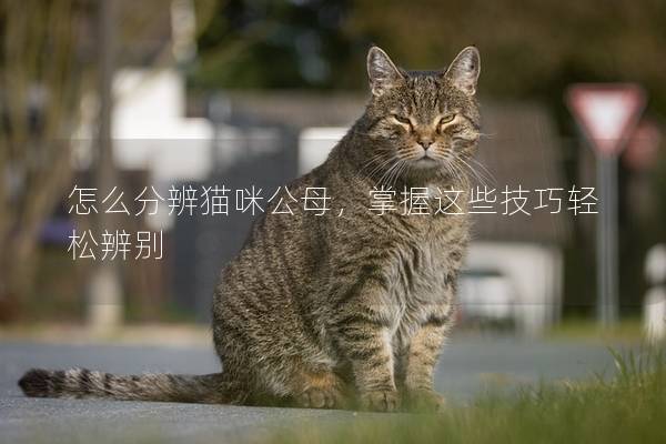 怎么分辨猫咪公母，掌握这些技巧轻松辨别